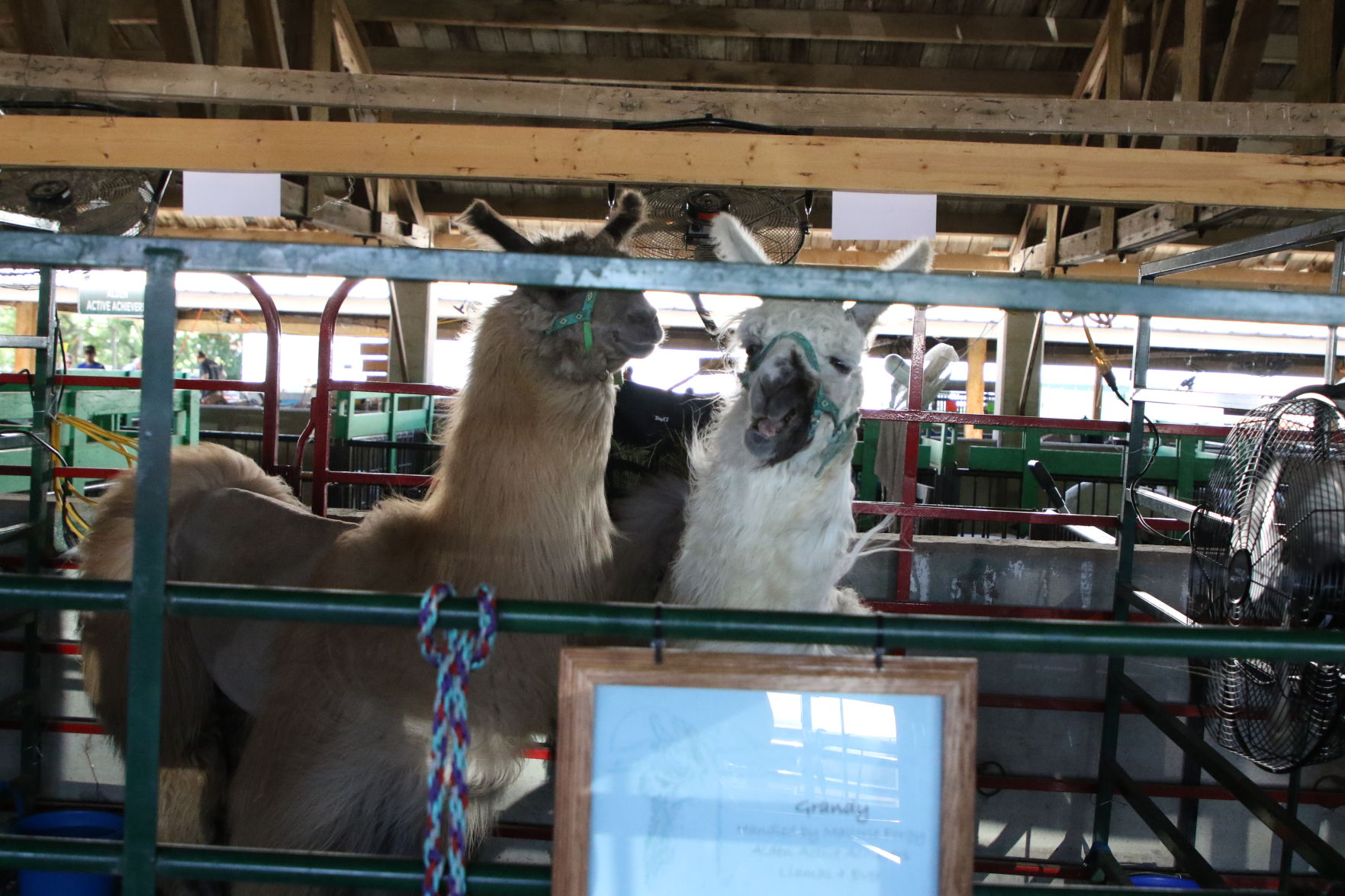Animals_796.JPG